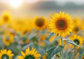 Sunflowers Blooming in Golden Hour photo