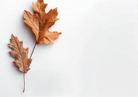 Single Brown Oak Leaf on White Background photo