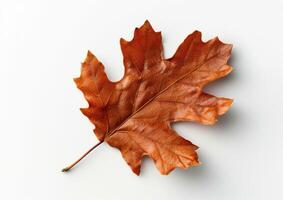 Single Brown Oak Leaf on White Background photo