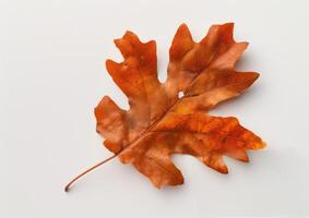 Single Brown Oak Leaf on White Background photo