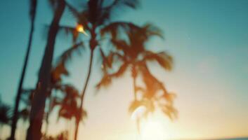 Palm Trees Silhouette at Sunset photo