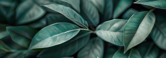Green Leaves Close-Up photo