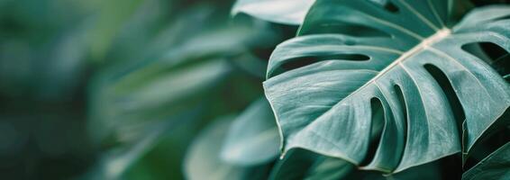 Green Leaves Close-Up photo