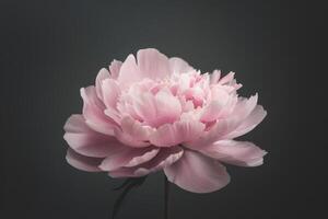Pink Peony in Bloom photo