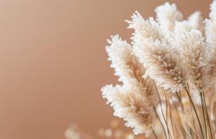 Fluffy White Grass Against A Peach Background photo
