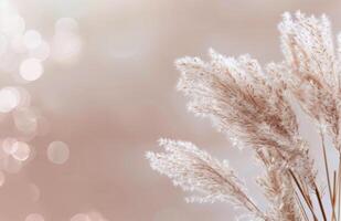 Fluffy White Grass Against A Peach Background photo