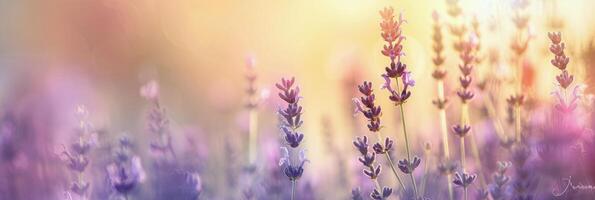 Lavender Field at Sunset photo