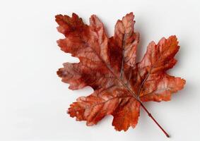 Single Red Leaf on White Background photo