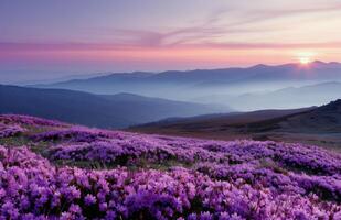 Purple Flowers At Sunset photo