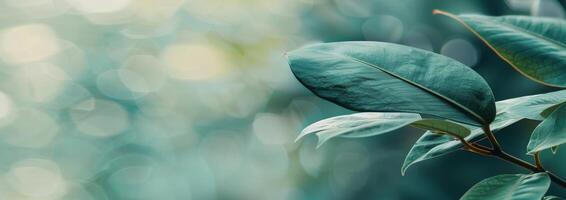 Close-Up of Green Leaves photo