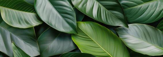 Close-Up of Green Leaves photo
