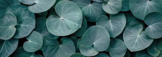 Close-Up of Green Leaves photo