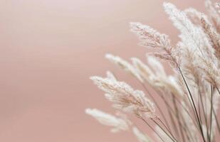 Fluffy White Grass Against A Peach Background photo