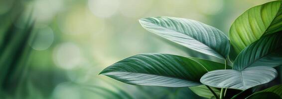 Close-Up of Green Leaves photo