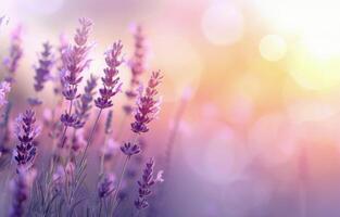 Lavender Field at Sunset photo