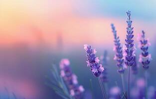 Lavender Field at Sunset photo