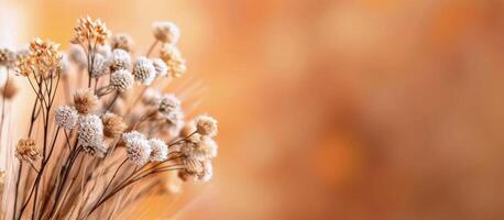 Dried Wheat and Flowers in Autumn Light photo