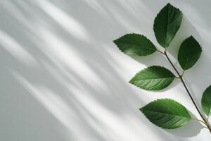 Green Leaves on White Background photo