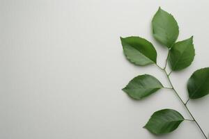 Green Leaves on White Background photo