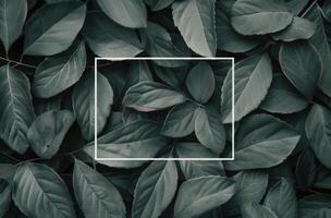 Green Leaves Frame photo