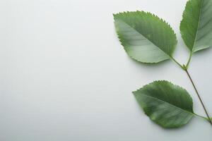 Green Leaves on White Background photo