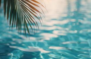 Palm Frond Over Pool Water photo