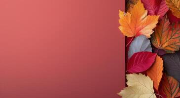 Autumn Leaves Border on Pink Background photo