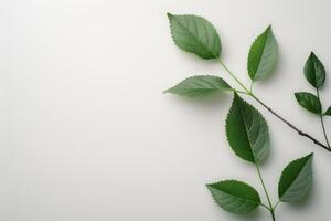 Green Leaves on White Background photo