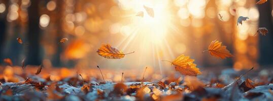 Autumn Leaves Falling In Sunlight photo
