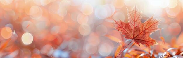Single Autumn Leaf On Branch photo