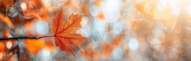 Single Autumn Leaf On Branch photo