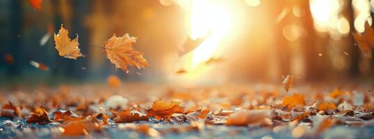 Autumn Leaves Falling In Sunlight photo