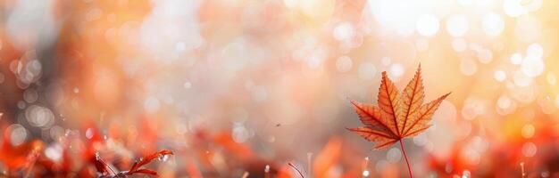 Single Autumn Leaf On Branch photo