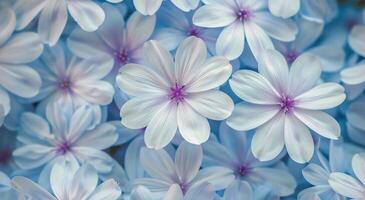 Light Blue Flowers Close Up photo