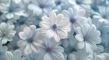Light Blue Flowers Close Up photo