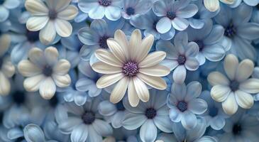 Light Blue Flowers Close Up photo