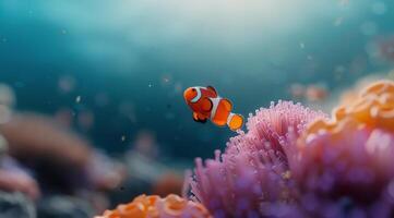Clownfish Swimming in Coral Reef photo