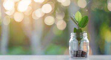 Plant Growing From Coins In A Jar photo