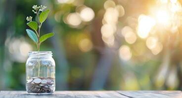 Plant Growing From Coins In A Jar photo