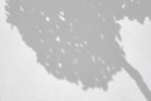 Leaves and Tree Shadow on White Concrete Wall Background with Space for Text photo