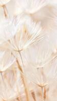 A close up of a field of white flowers with a soft, dreamy feel photo