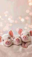 Three pigs are sitting on a bed with their heads together photo