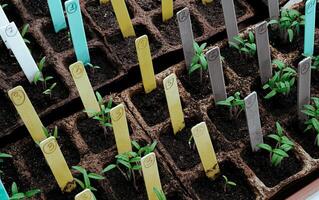 Organic peat pots with sprouts photo