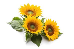 Flat lay close up of three blossom sunflower isolated on white background. Seeds and oil. flower object on center composition, Clipping path photo