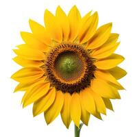 Flat lay close up of single sunflower isolated on white background. Seeds and oil. flower object on center composition, Clipping path photo