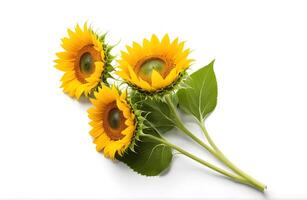 Top view of three sunflower bunch isolated on white background. Seeds and oil. Flat lay flowers object on center composition, Clipping path photo