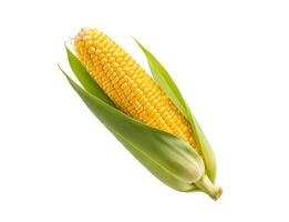 Close up of corn isolated on white background. Fresh maize with green leaf, clipping path photo