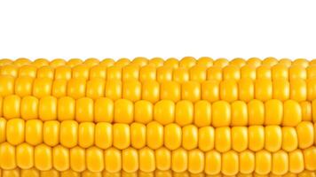 Macro shot of corn. Close up of Fresh maize isolated on white background, clipping path photo