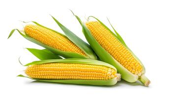 Set of Three sweet corn isolated on white background. Fresh maize collection, clipping path photo