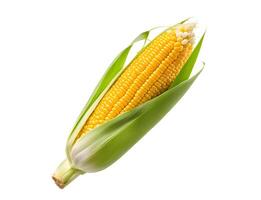Close up of Sweet corn isolated on white background. Fresh maize with green leaf, clipping path photo